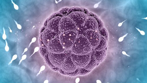 The journey of spermatozoa to achieve fertilisation naturally versus IUI